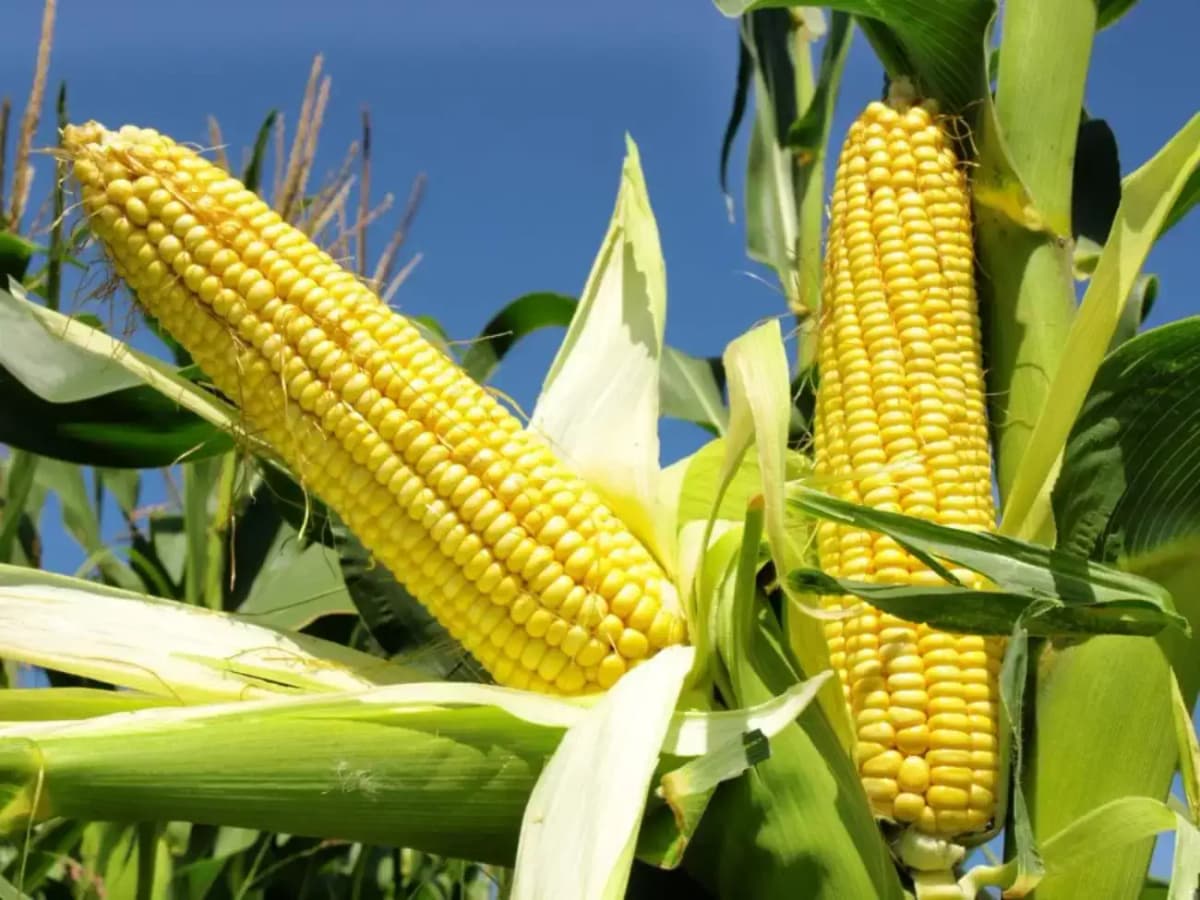 L’agriculture, moteur de la croissance au Bénin