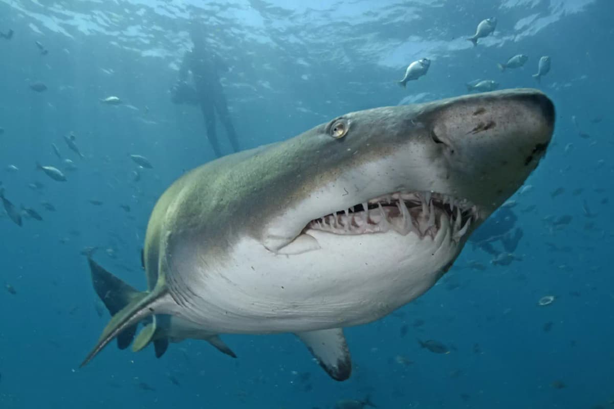 Thaà¯lande: une touriste allemande agressée par un requin taureau