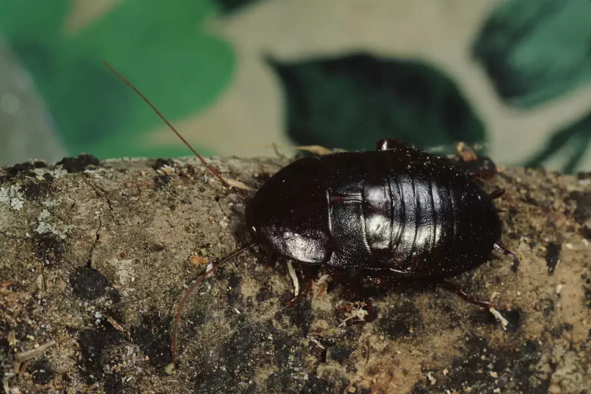 Astuces: comment rapidement se débarrasser des cafards noirs dans vos maisons?