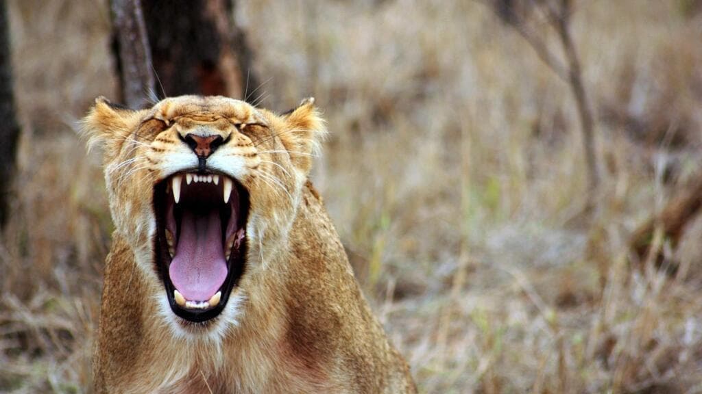 Tanzanie : une étude utilisant l’IA révèle des types de rugissements distincts chez les lionnes