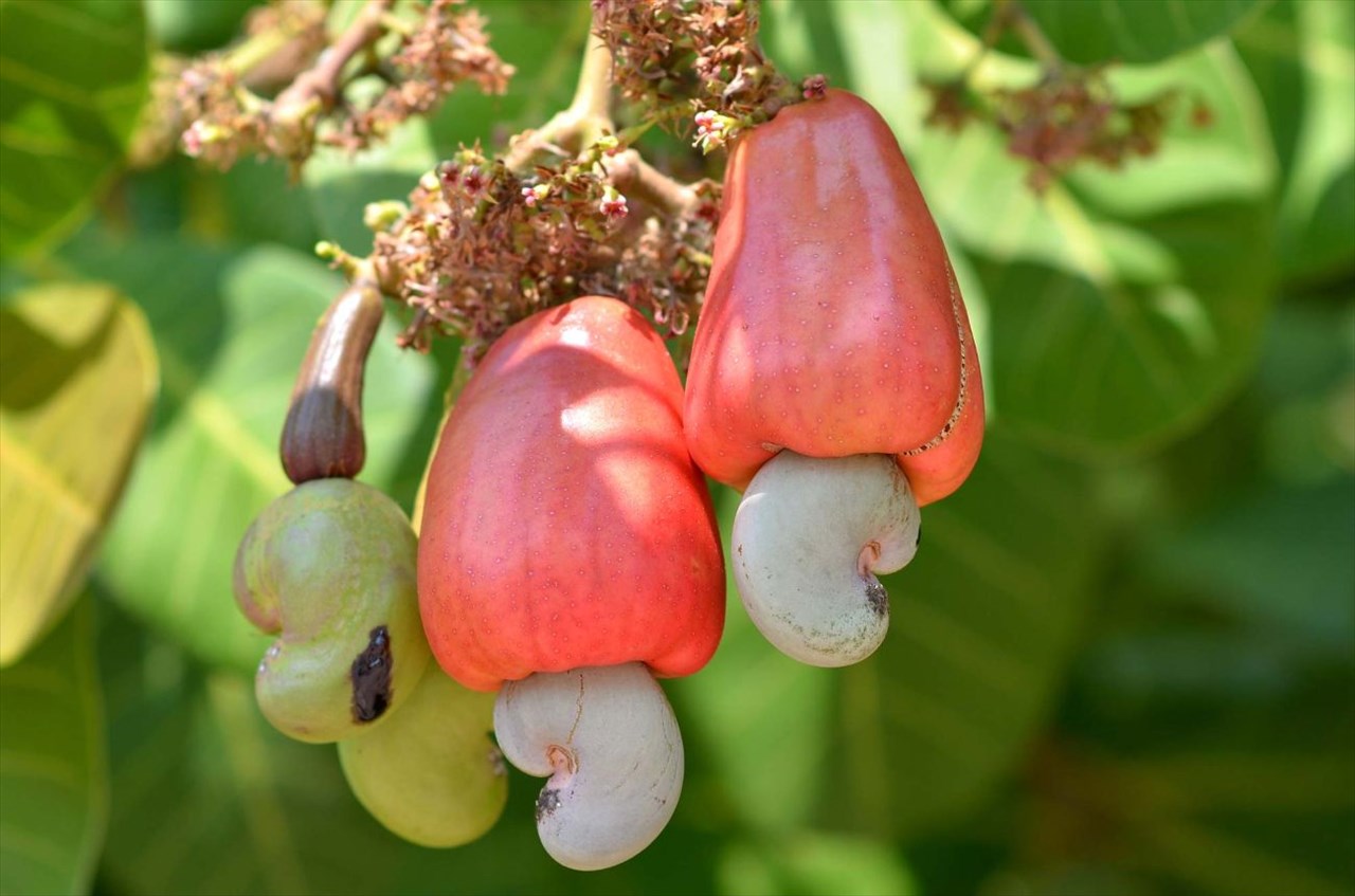 Côte d’Ivoire : Prix plancher bord champ de la noix de cajou fixé à 400 FCFA/kg pour la campagne