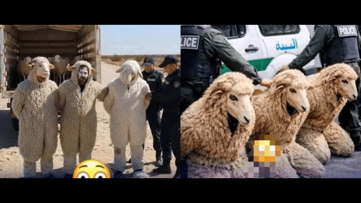 Trois Algériens arrêtés en tentant d’entrer en Espagne déguisés en moutons