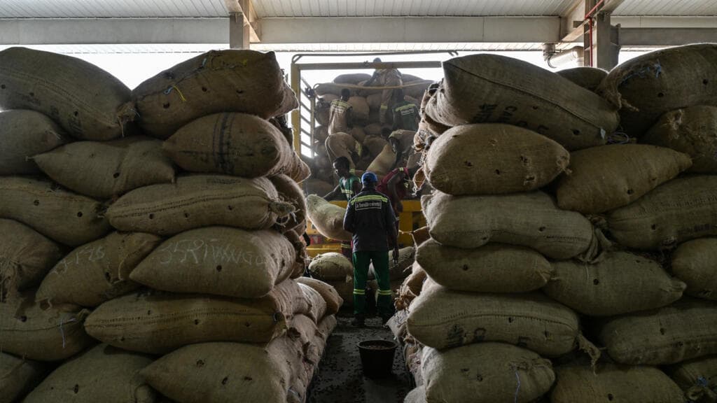 Côte d’Ivoire : les stocks résiduels de cacao de la campagne principale toujours en question