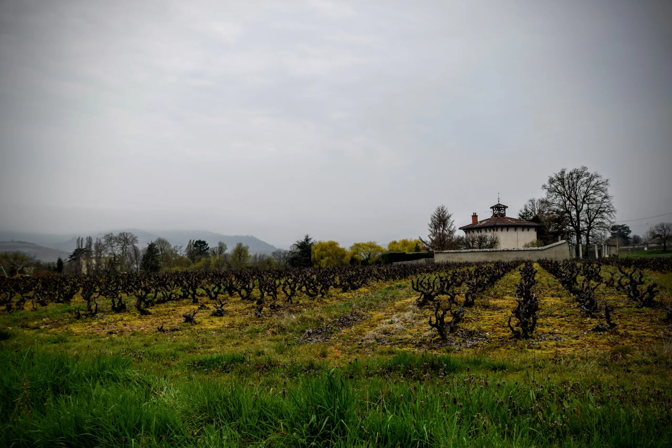 Vin en France : 33,9 millions d’hl, production parmi les plus faibles en 30 ans