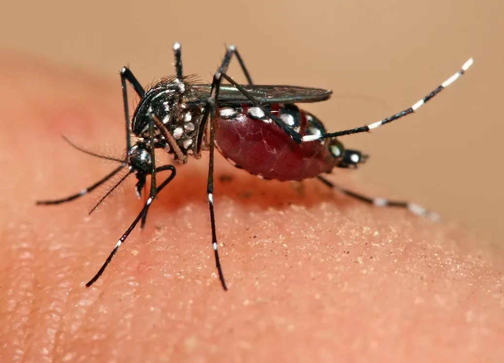 Bangladesh : la dengue atteint un record quotidien de 1 558 hospitalisations