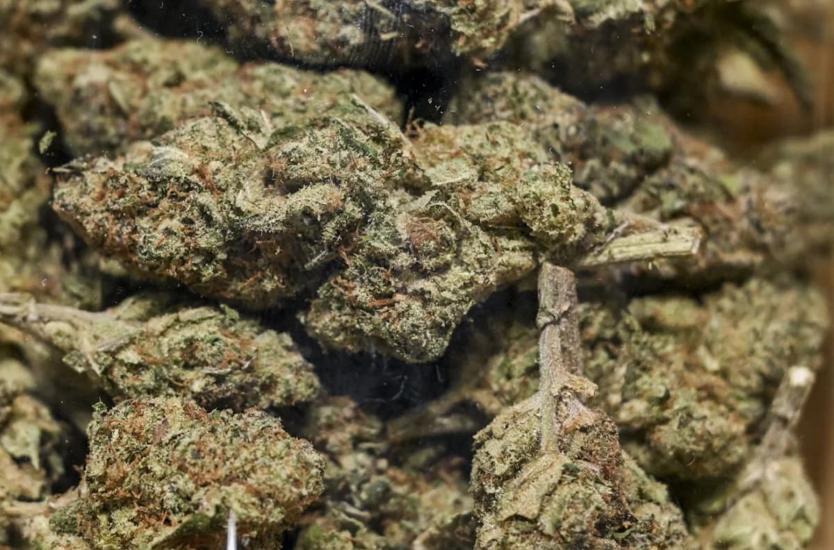 Cannabis, “Tratra”, “5/5″… at the top of the most consumed drugs in Benin.