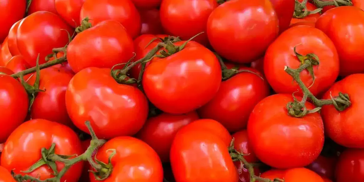 Ghana: 100,000 tonnes of tomatoes to reduce imports