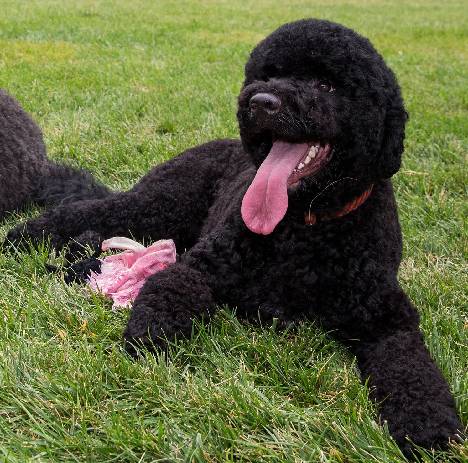 Barack and Michelle Obama announce the death of their dog Sunny