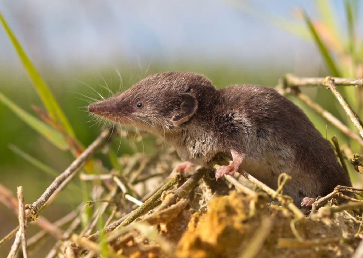 02 astuces pour éloigner les musaraignes de la maison sans les tuer