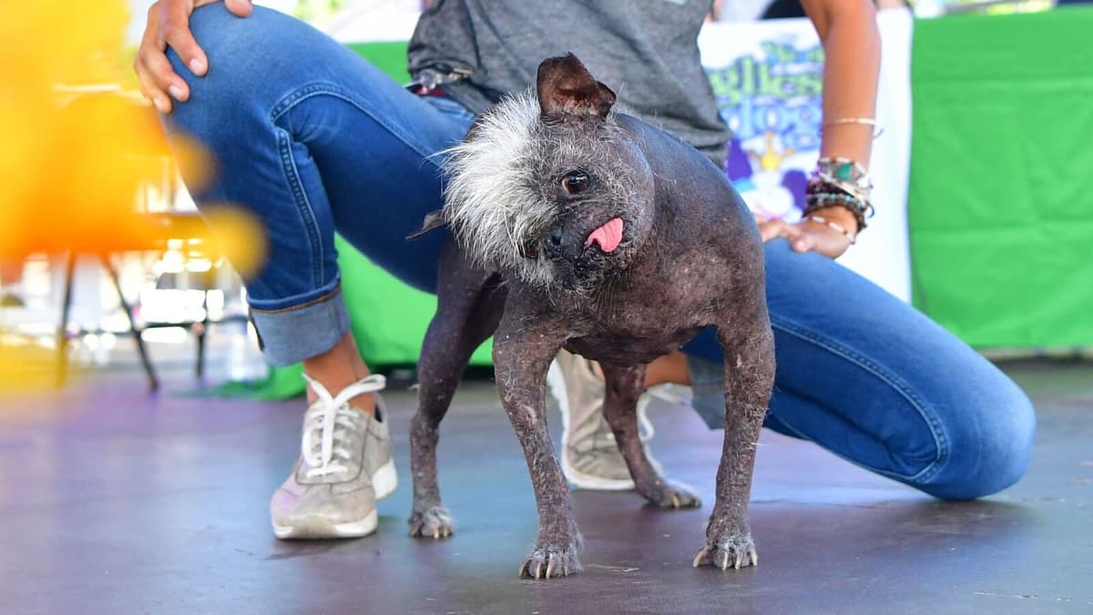 Le concours du « chien le plus laid du monde » 2022, couronne un chinois à crête