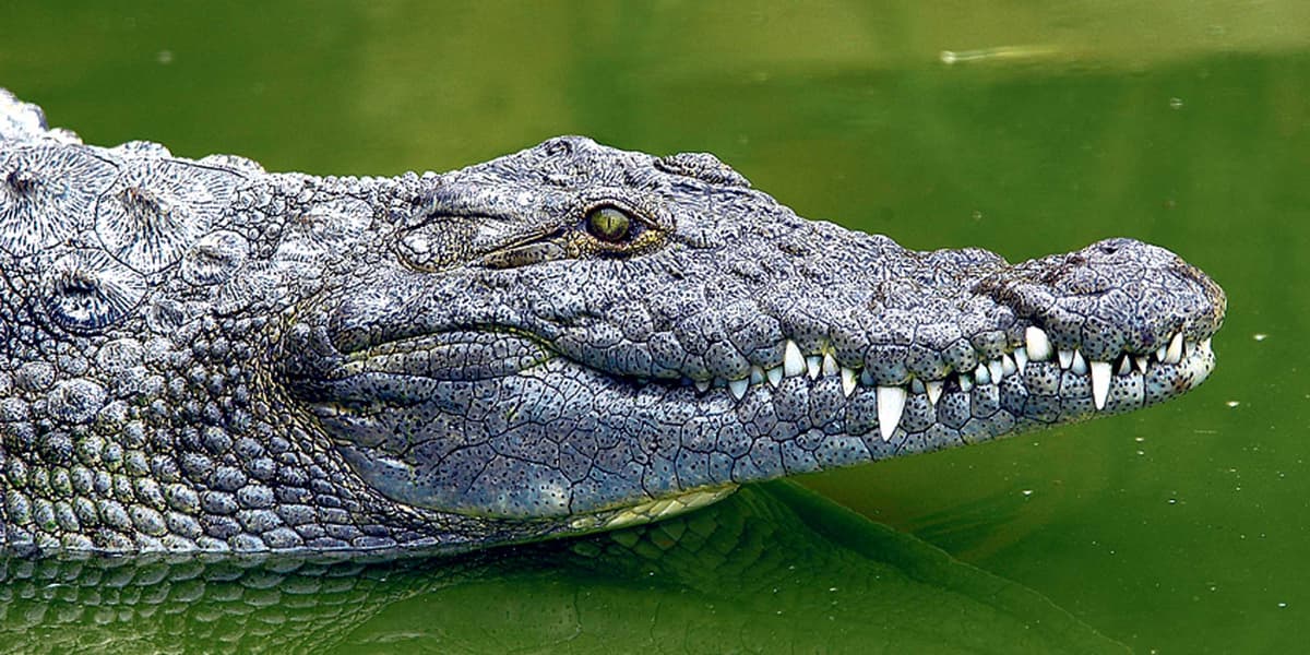 Un vieillard combat un crocodile à  coups de poêle, la vidéo affole la toile