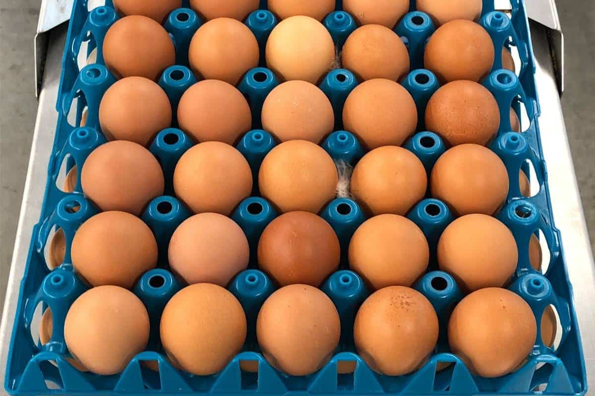 Astuces: cette position permet de garder les Å“ufs frais plus longtemps