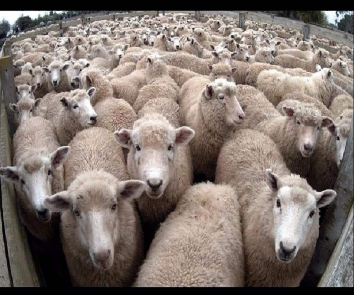 Soudan: plus de 15 000 moutons meurent noyés après un naufrage