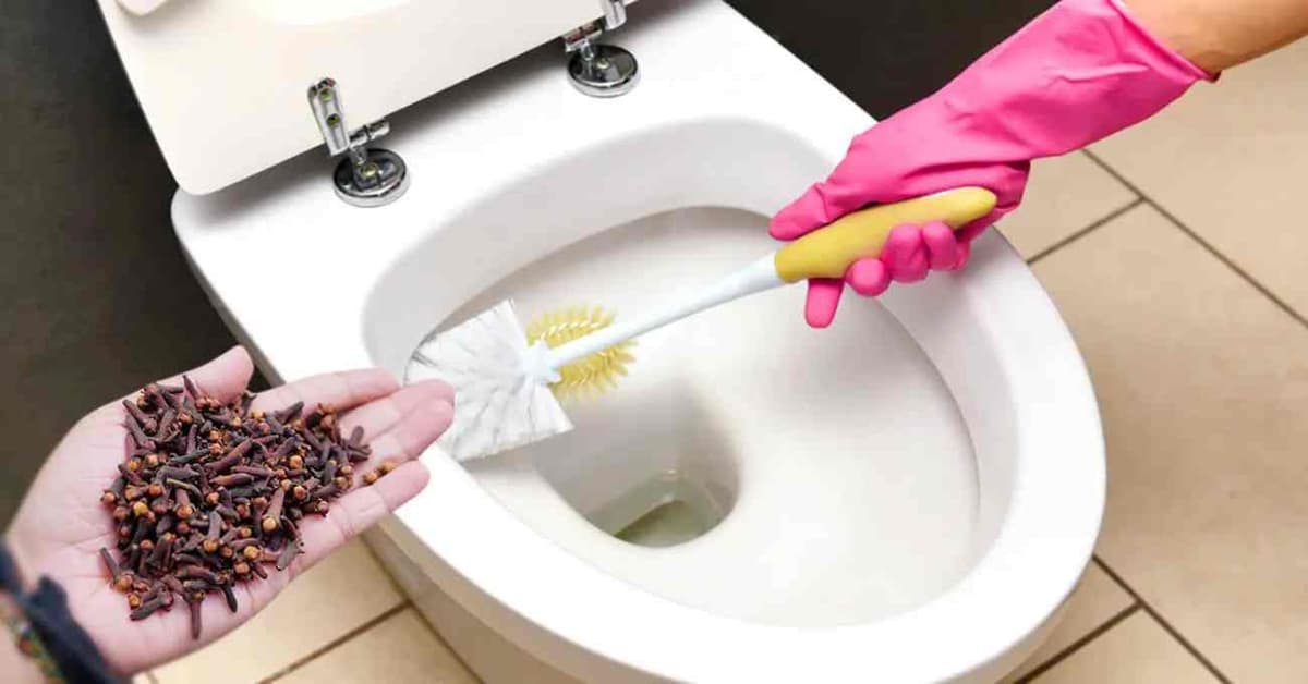 Recette de clou de girofle pour éliminer l’odeur d’urine des toilettes