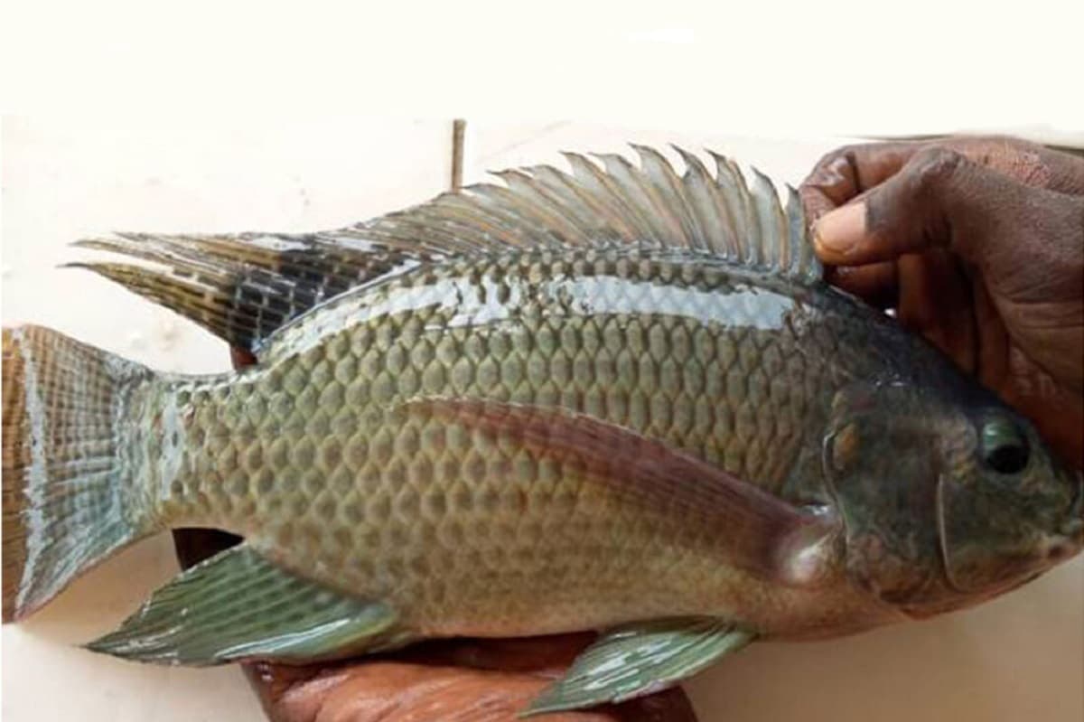 Tilapia: 10 raisons de faire de ce poisson son allié santé