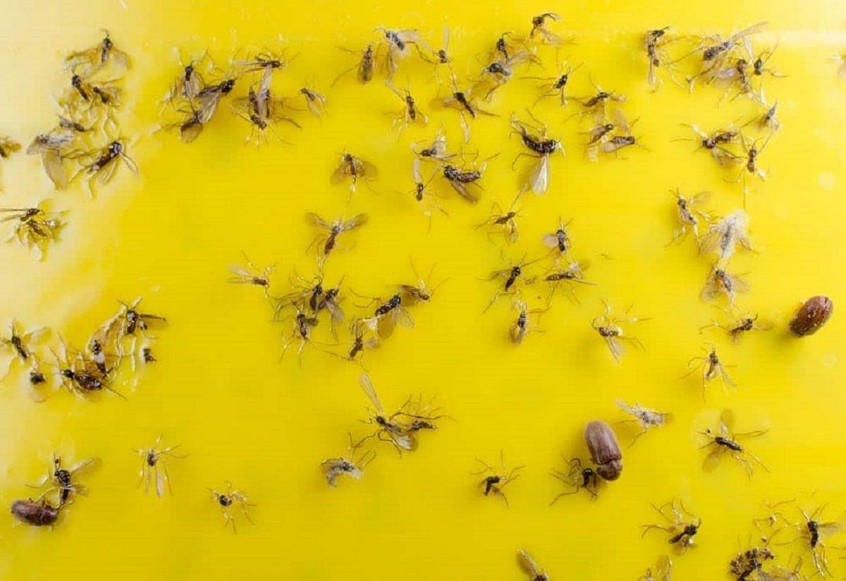 Recette incroyable de grand-mère pour éloigner les insectes de votre maison