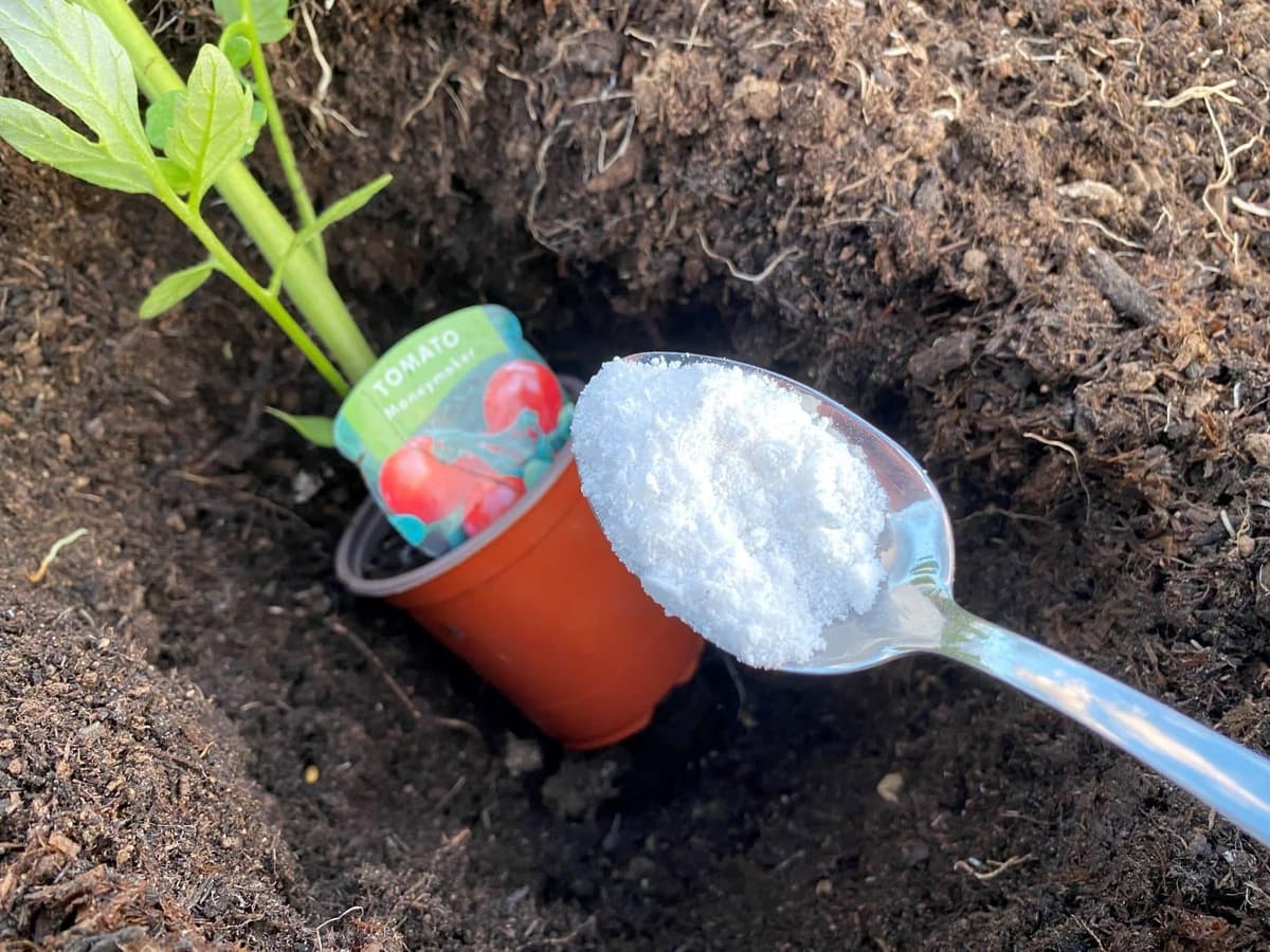 Bon à  savoirÂ : voici la raison pour laquelle vous devez saupoudrer vos plantes de sel