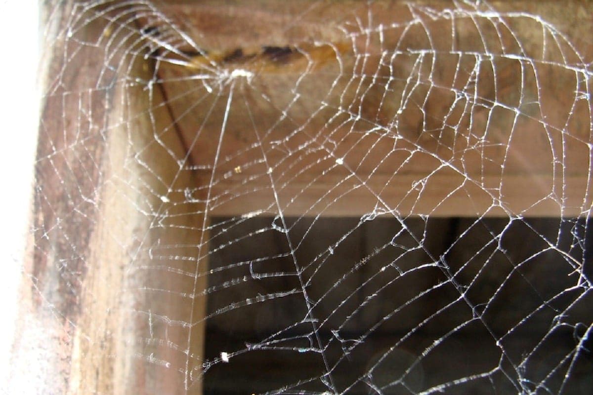 03 techniques maisons pour éliminer les toiles d’araignées