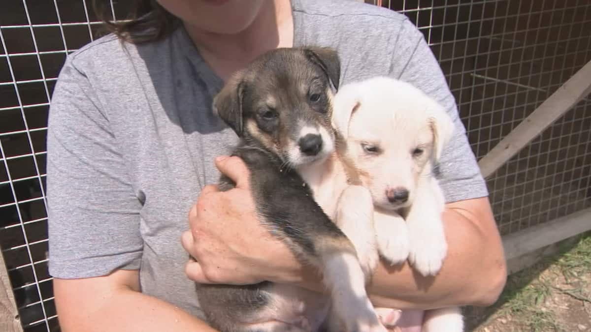 Arabie Saoudite : une domestique kényane forcée d’allaiter les chiots de son employeur (vidéos)