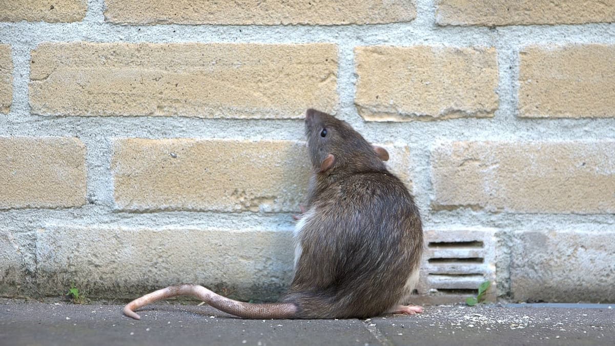 Inde: La police accuse les rats d’avoir mangé plus de 200kg de cannabis saisis