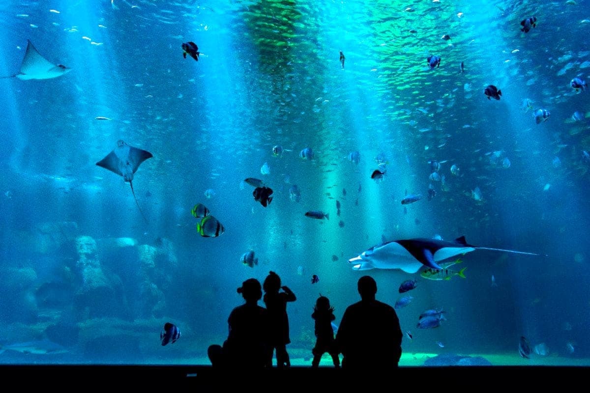 Berlin: le plus gros aquarium cylindrique du monde explose dans un hôtel (vidéo)
