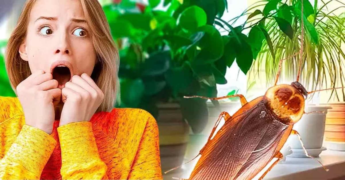 Bon à  savoir: ces plantes d’intérieur attirent les cafards