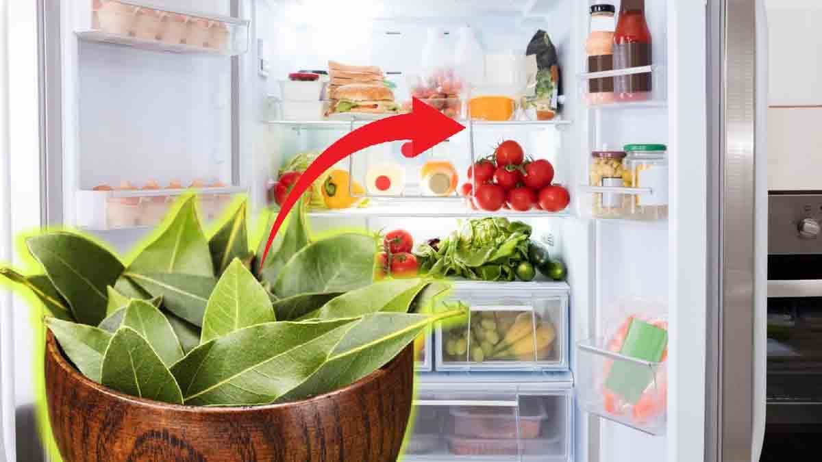 Astuces: désodorisez votre réfrigérateur avec des feuilles de laurier