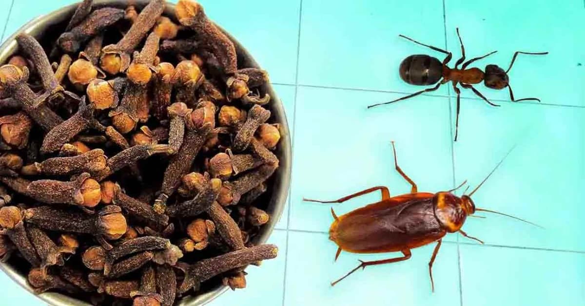 Recette de clou de girofle pour éliminer définitivement les cafards et les moucherons