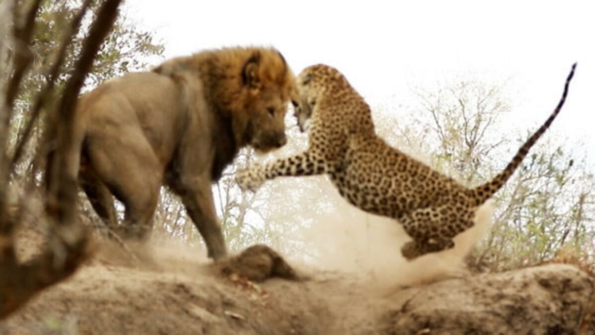 CAN U20 2023/Quart de finale: Sénégal-Bénin ou le duel Lion vs Guépard