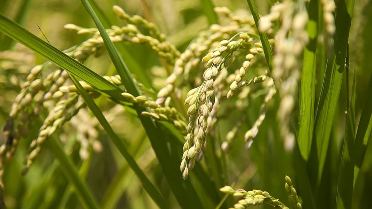Le Niger ferme ses portes aux exportations de certaines céréales, sauf vers le Burkina et le Mali