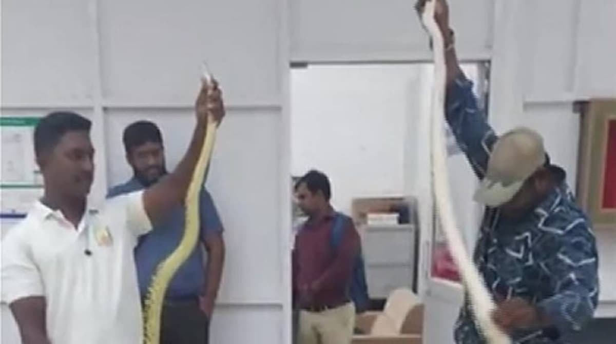 Inde: une femme embarque 22 serpents et un caméléon dans un avion (vidéo)