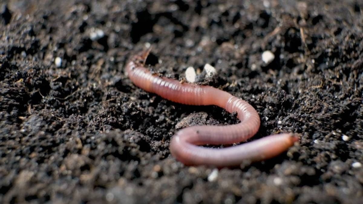 AstucesÂ : la technique pour se débarrasser des vers de terre de votre maison