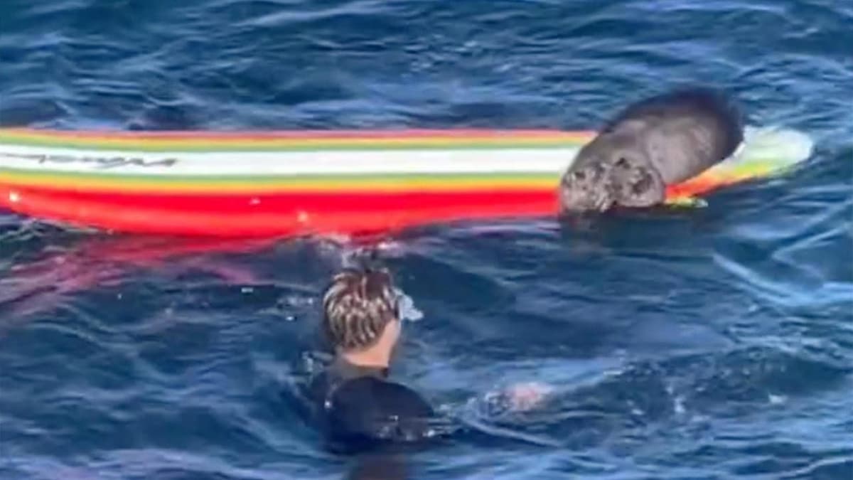 Californie: une loutre de mer « terroriste », activement recherchée par la Police (Vidéo)