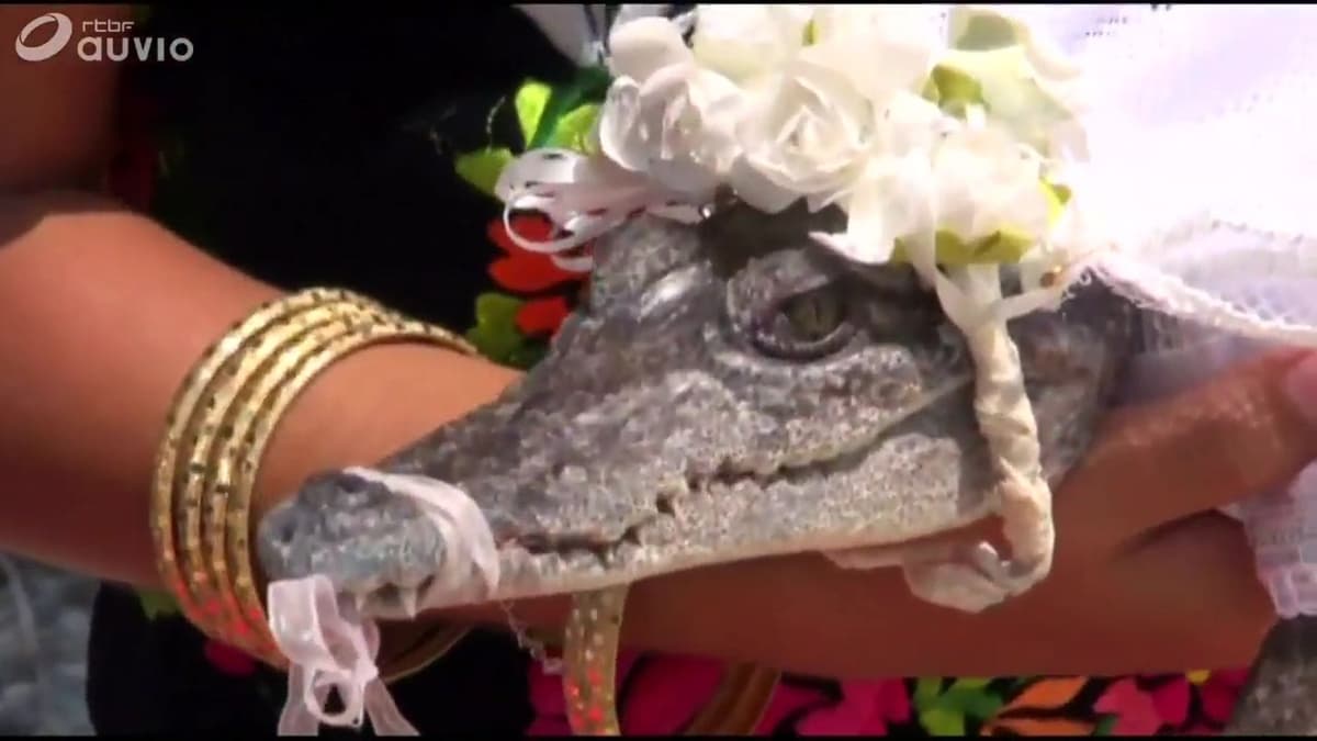 Mexique: un maire épouse une femelleÂ caà¯man