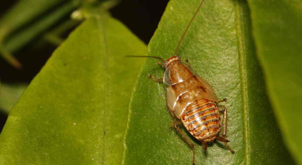 AstucesÂ : recette d’ailÂ et de piment en poudre pour se débarrasser des cafards de jardin