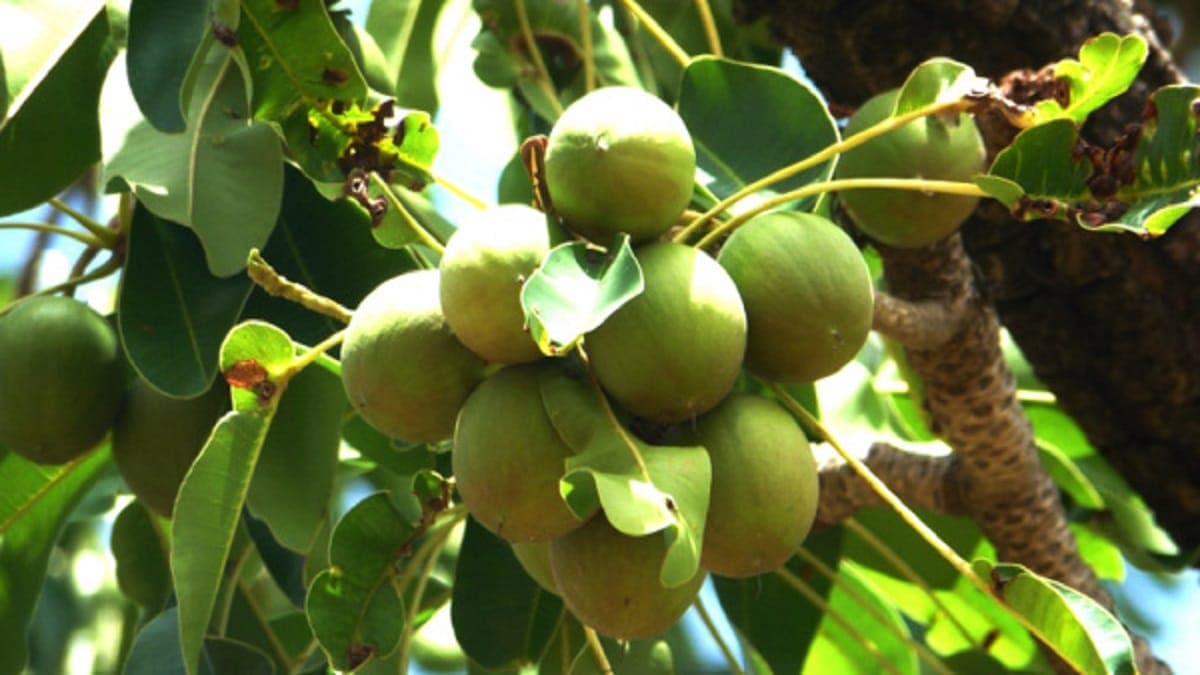 Togo: plus de 3 milliards de F CFA pour dynamiser la filière KaritéÂ 