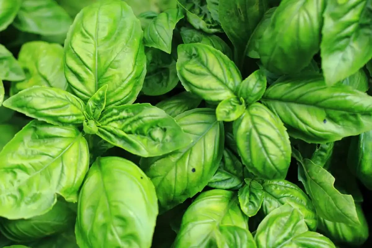 Remède de feuilles de basilic au miel pour soulager les calculs rénaux