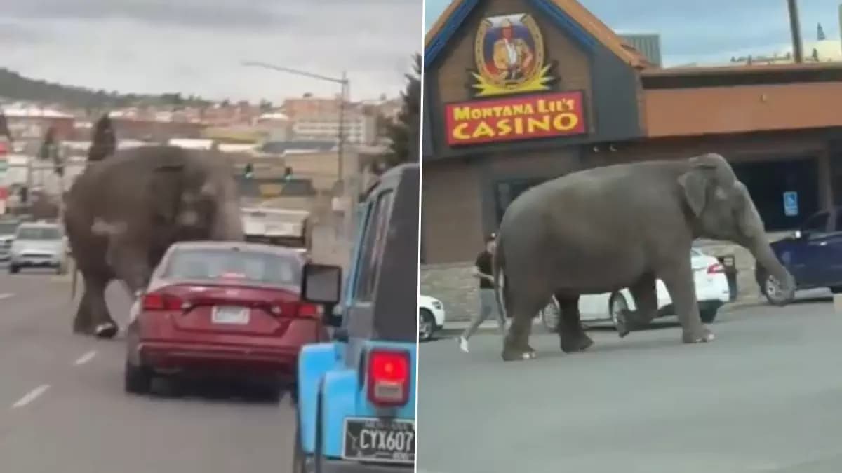 États-UnisÂ : un éléphant s’échappe de son cirque et sème la zizanie sur la route