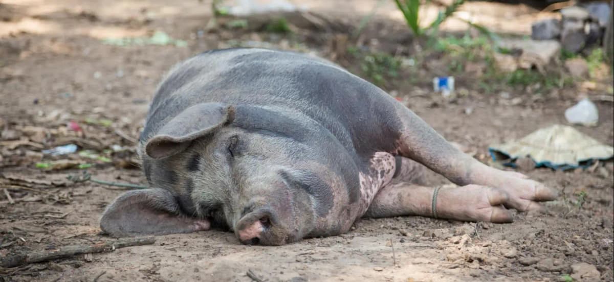 Le virus de la peste porcine africaine détecté en Côte d’Ivoire