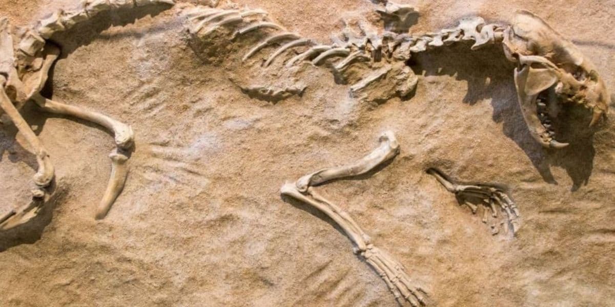 Le Maroc récupère 117 fossiles rares de 400 millions d’années découverts au Chili