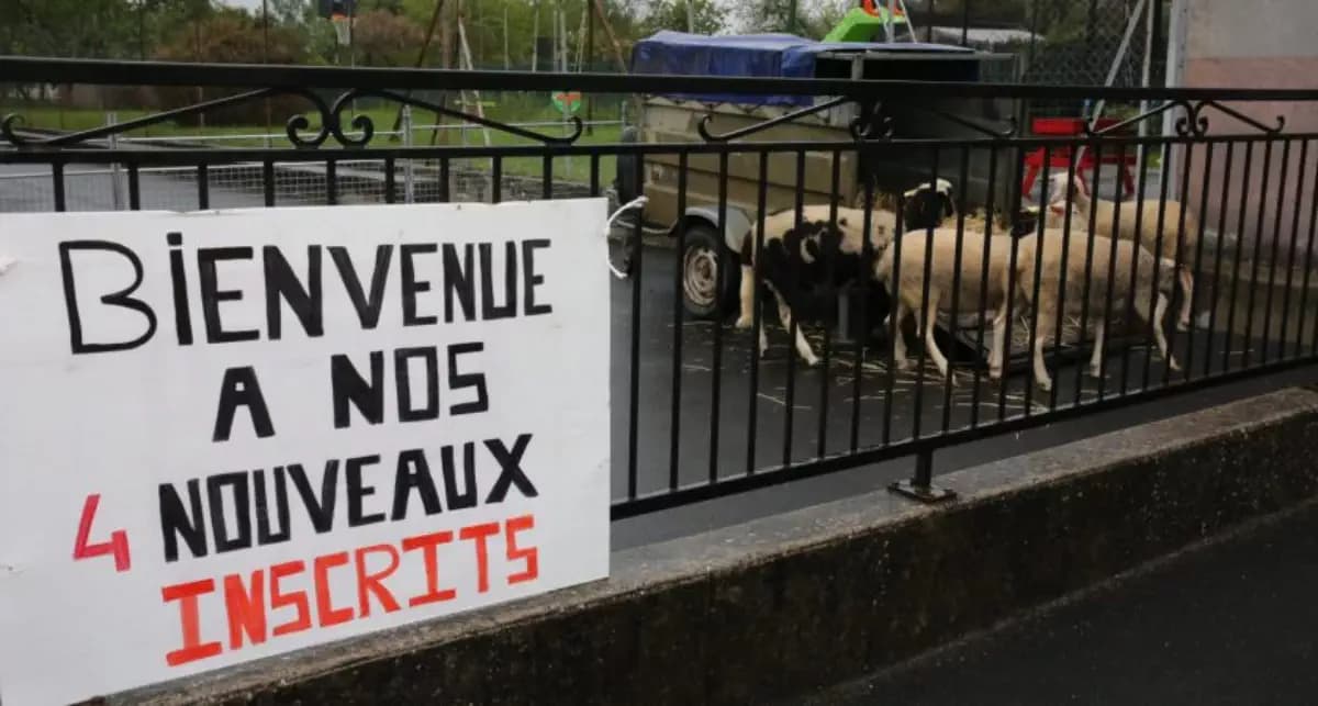 France: 4 moutons inscrits dans une école pour éviter la fermeture d’une classe