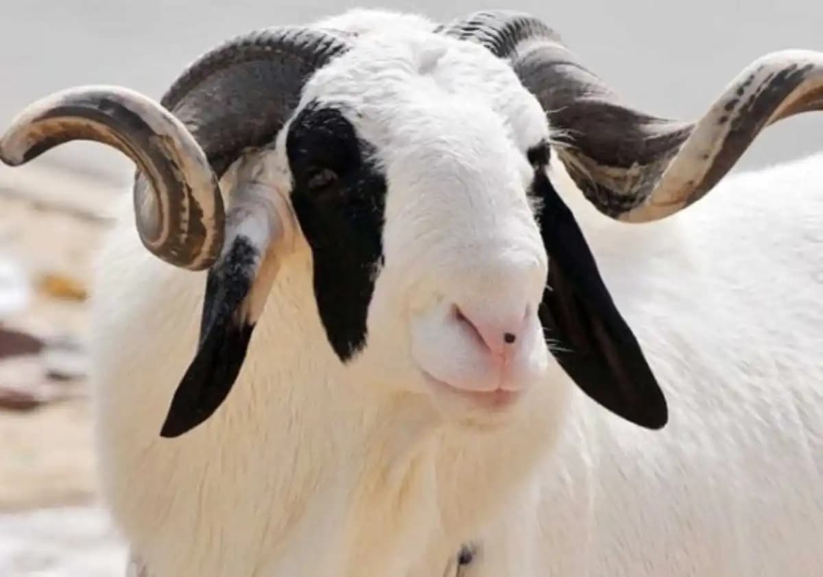 Bénin – Fête de la Tabaski: le gouvernement communie avec les fidèles musulmans