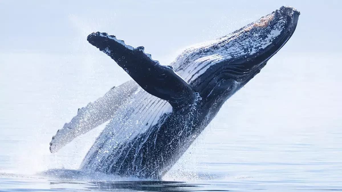 L’Islande autorise la chasse à  la Baleine pour la saison 2024