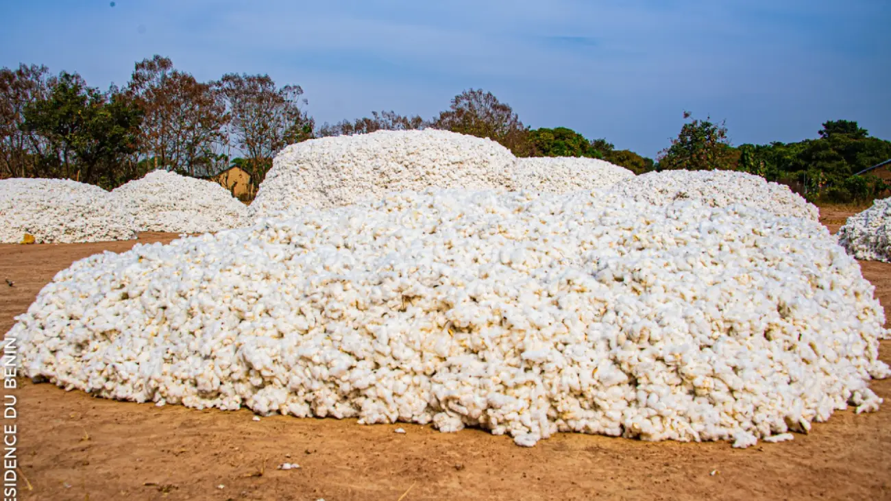 Bénin : le gouvernement fixe les prix des intrants et du coton pour la campagne agricole 2026-2027