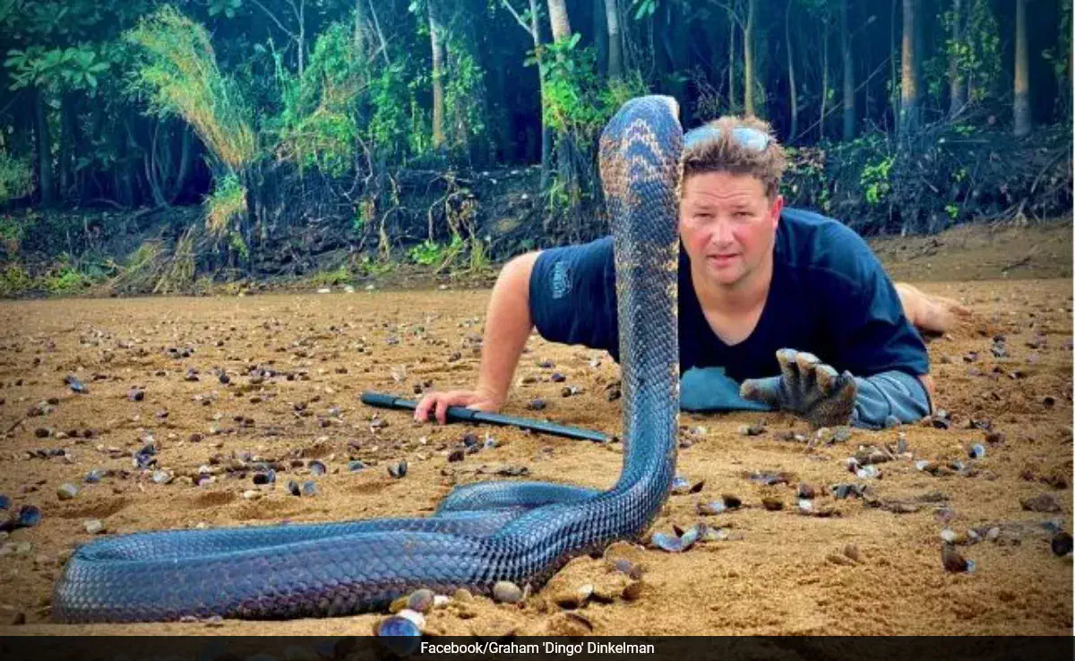 Afrique du Sud : un dresseur de serpents meurt après une morsure de cobra
