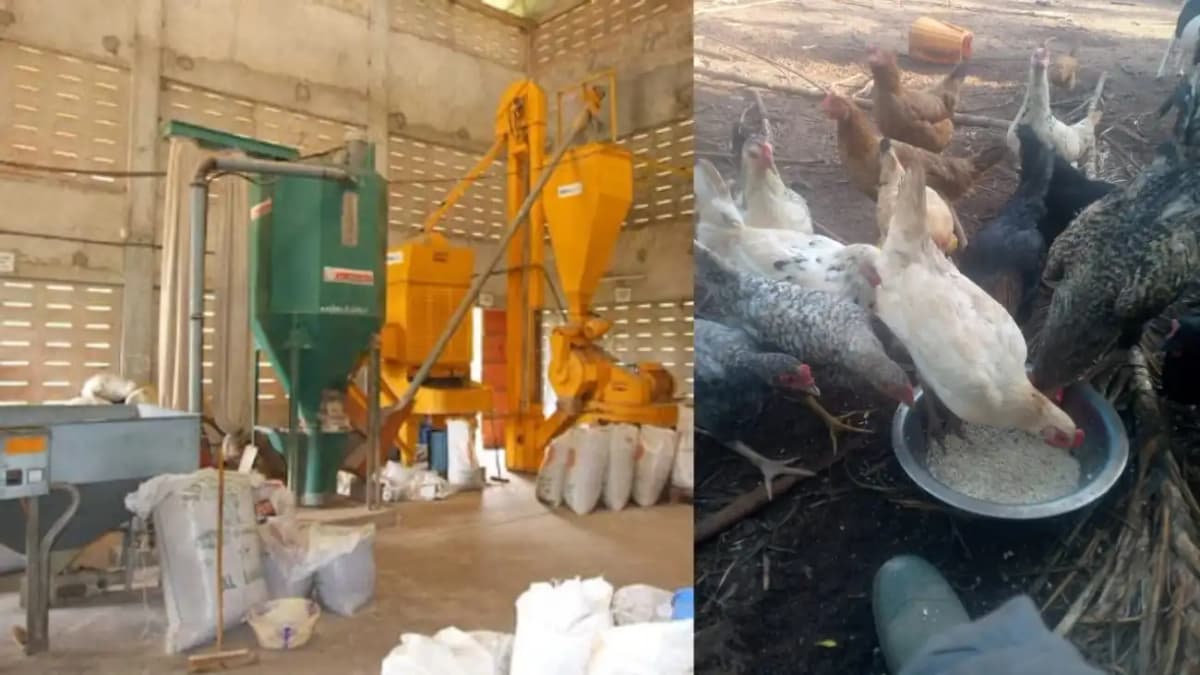 Bénin: 1920 tonnes d’aliments à  prix subventionné pour soutenir l’élevage de volaille