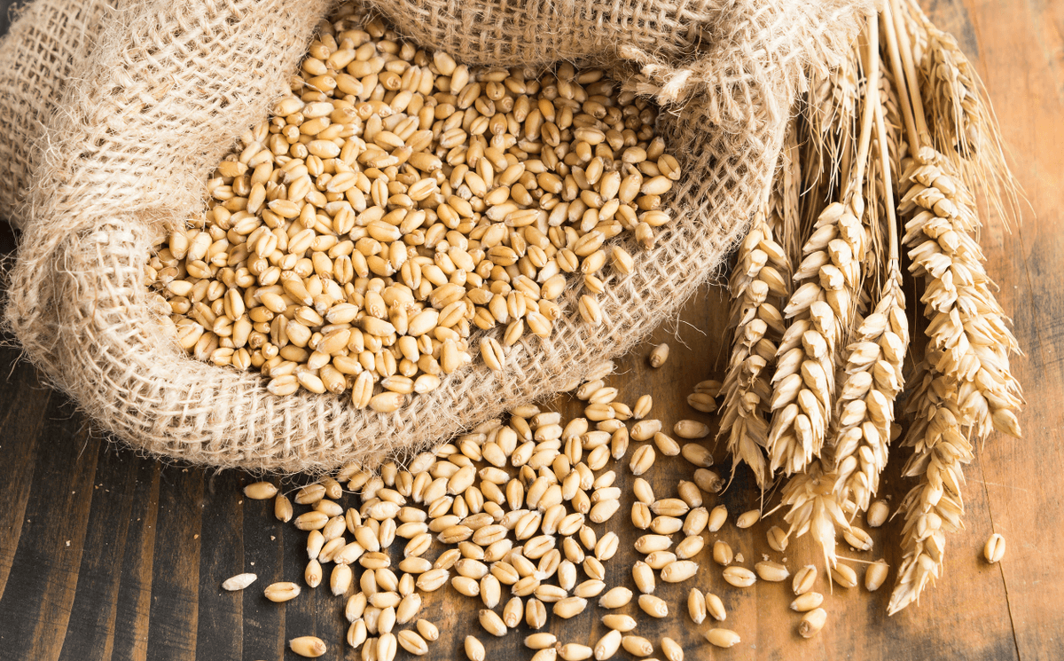 Burkina Faso : le prix du kilogramme de blé fixé  pour la campagne 2024-2025