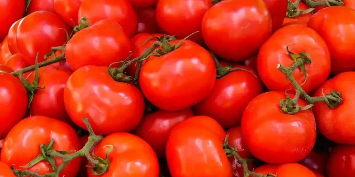 États-Unis : vers une hausse des taxes sur les tomates mexicaines ?