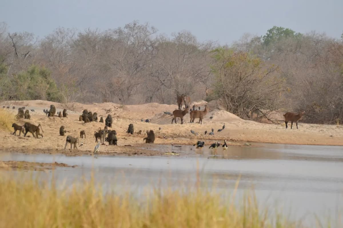 Fin de l’ère African Parks au Tchad: quinze ans de partenariat rompus sur fond de tensions