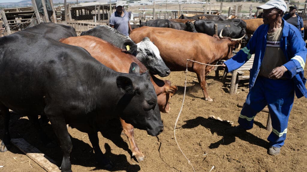 Afrique du Sud : importation massive de vaccins contre la fièvre aphteuse